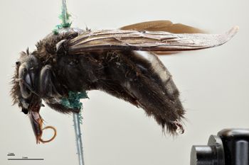 Media type: image;   Entomology 815956 Aspect: habitus lateral view